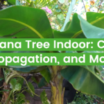 Banana Tree Indoor: Care, Propagation, and More