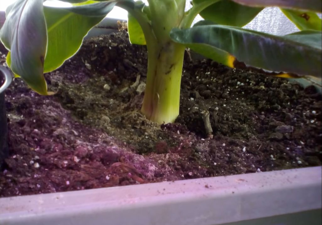 Fertilizing Banana Plants