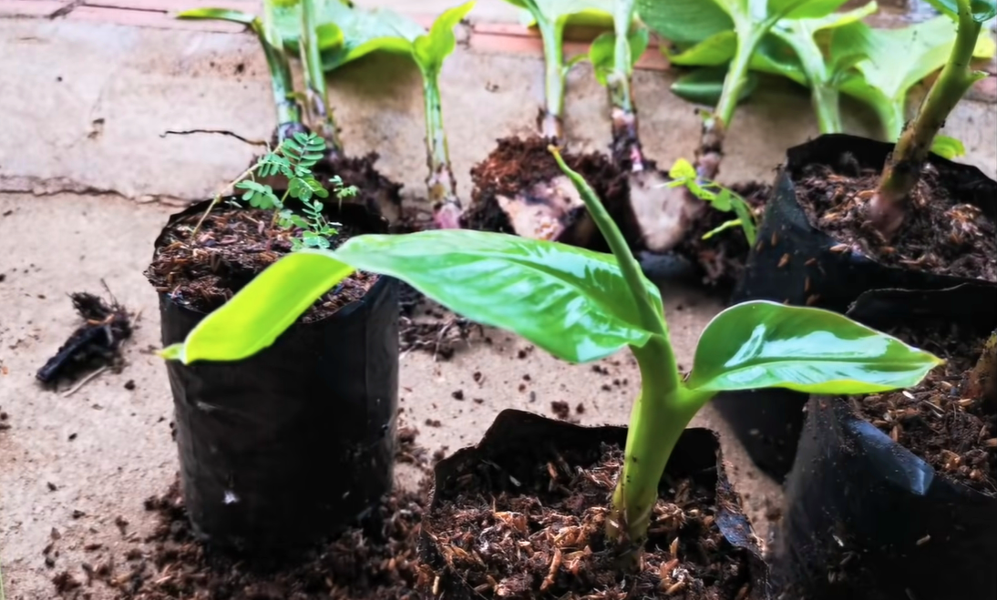 Propagating Indoor Banana Trees