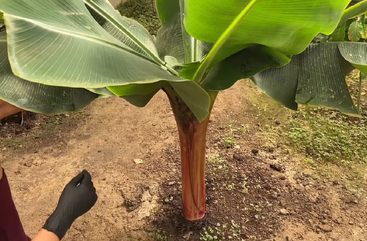 How to plant a banana tree in the ground outdoors