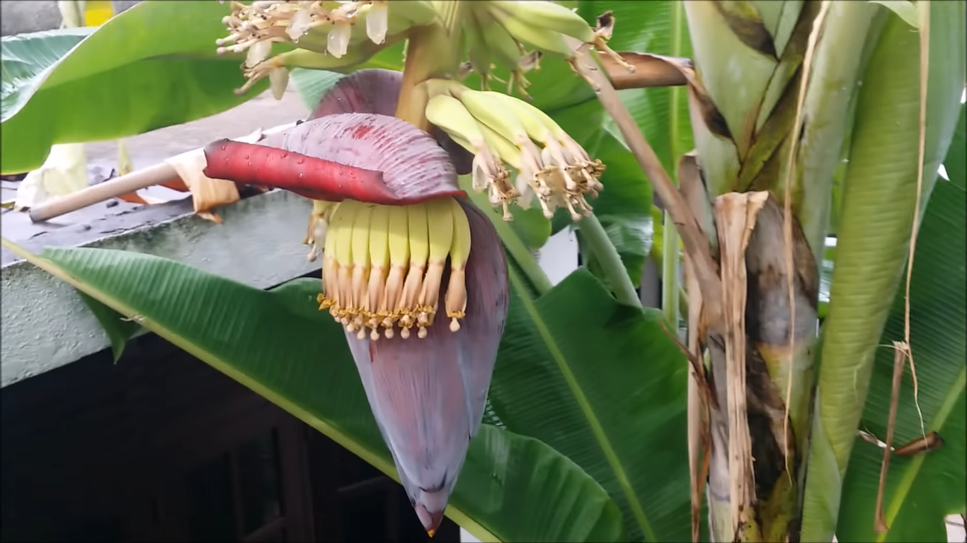 How do I get my banana tree to bloom?