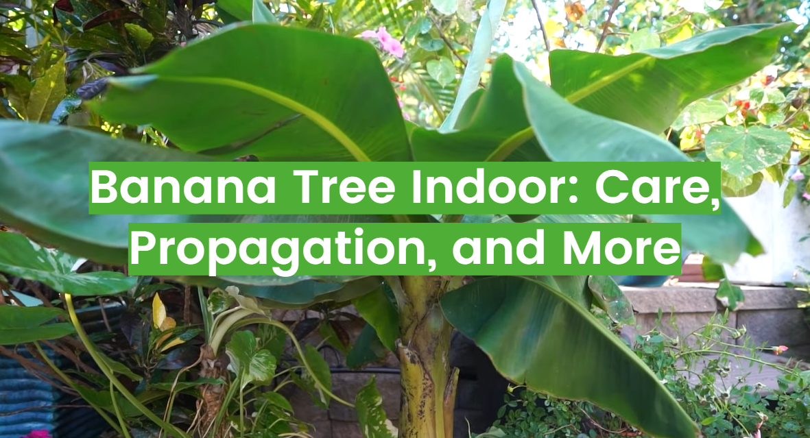 Banana Tree Indoor: Care, Propagation, and More