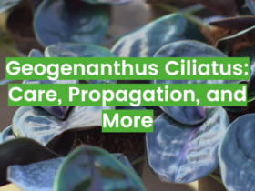Geogenanthus Ciliatus: Care, Propagation, and More