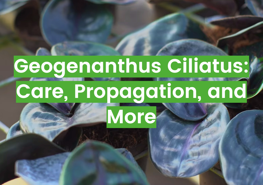 Geogenanthus Ciliatus: Care, Propagation, and More
