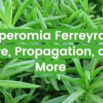 Peperomia Ferreyrae: Care, Propagation, and More