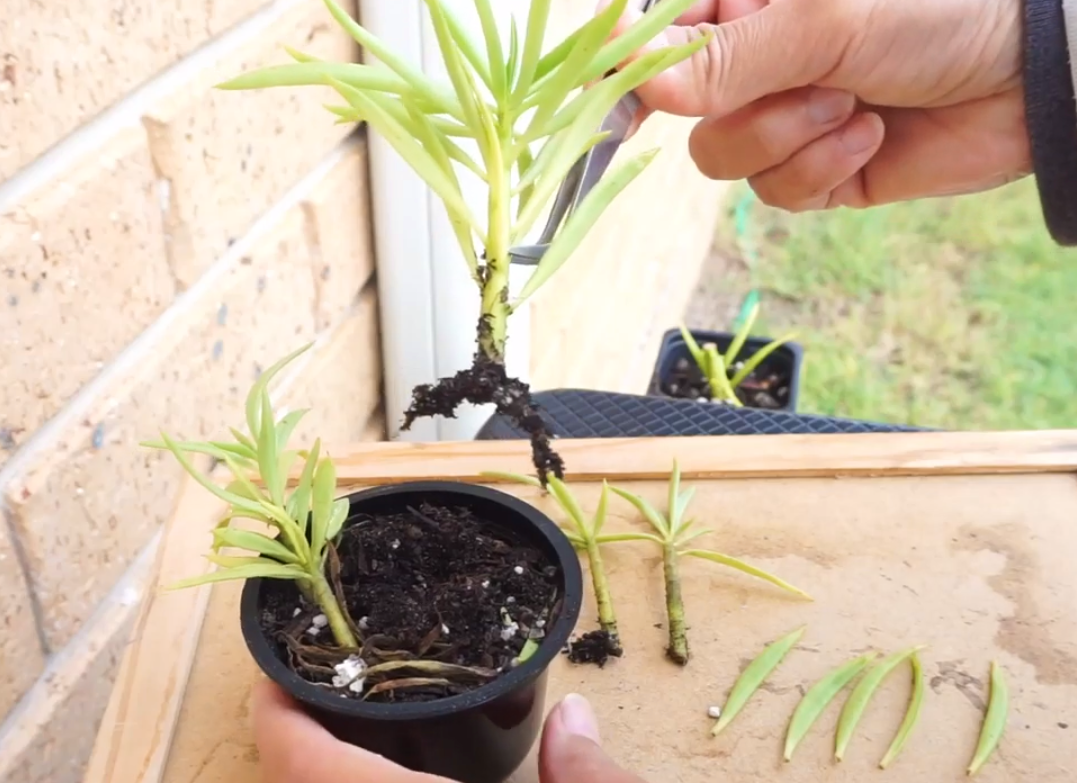 Propagation Leaf Cuttings