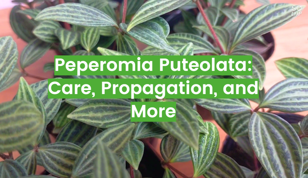 Peperomia Puteolata Care and Propagation Tips FlowersProfy