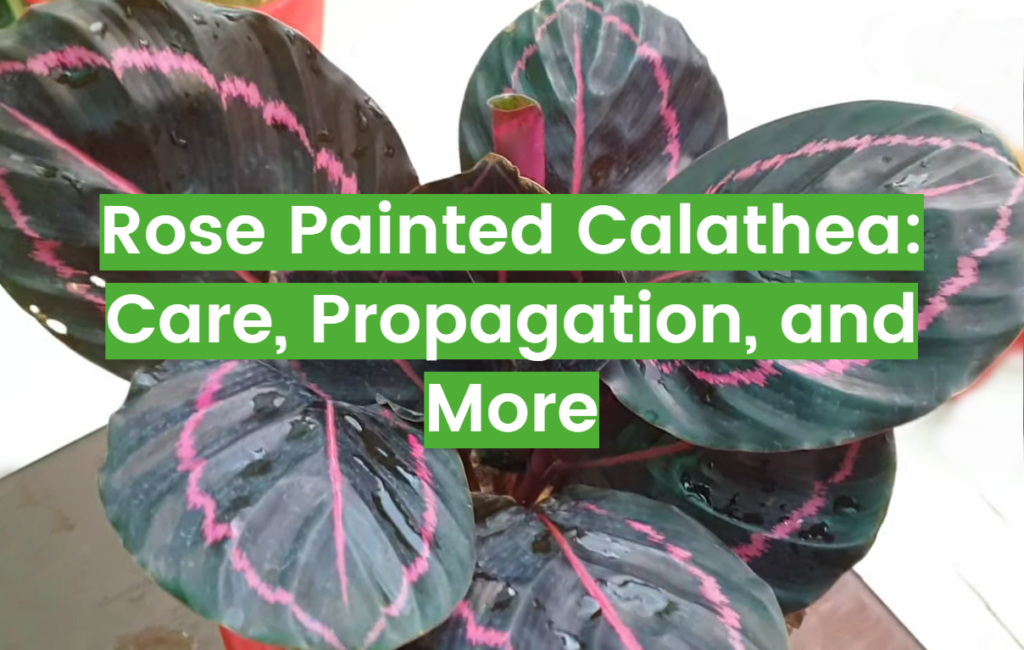 Rose Painted Calathea Care and Propagation Tips FlowersProfy
