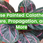 Rose Painted Calathea: Care, Propagation, and More