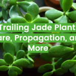 Trailing Jade Plant: Care, Propagation, and More