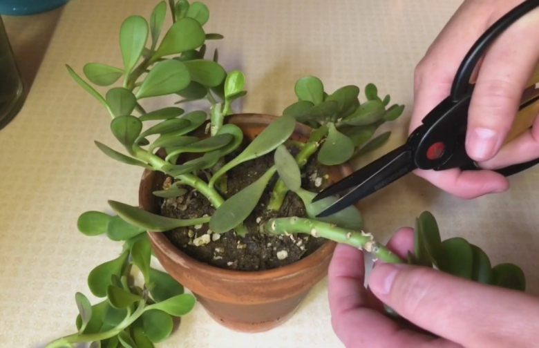 Trailing Jade Plant Care and Propagation Tips FlowersProfy