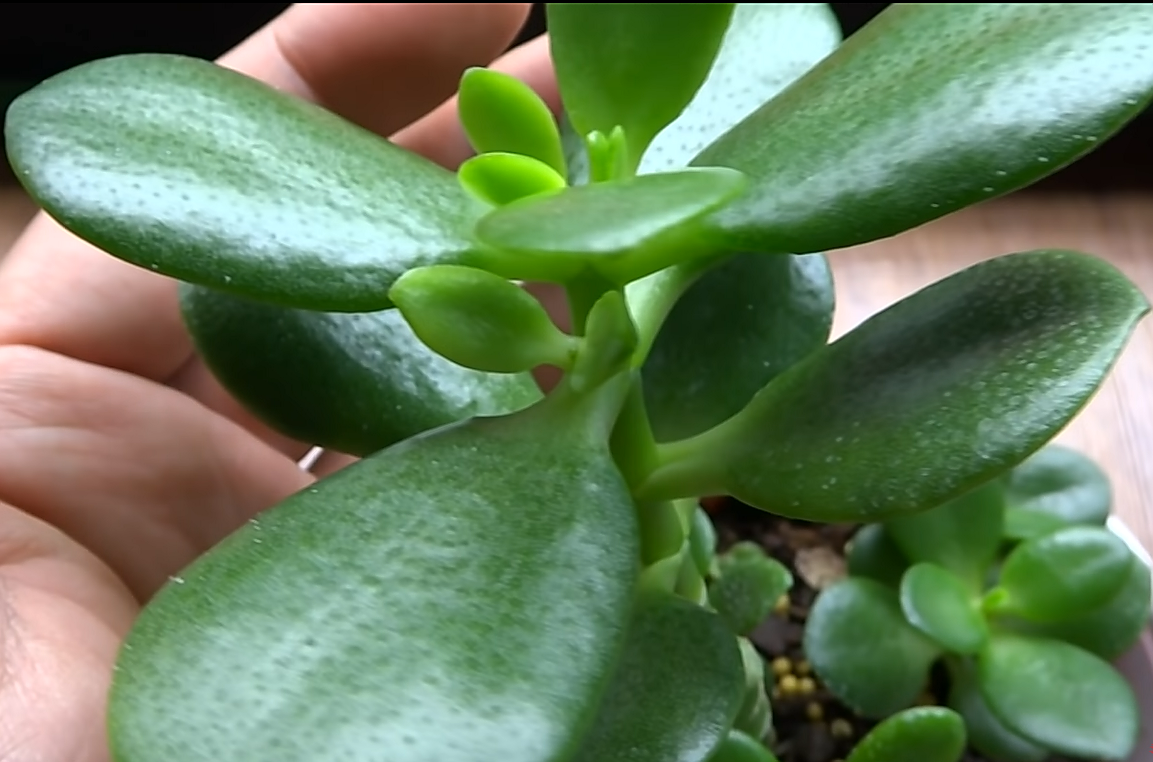 How do I thicken my jade stem?