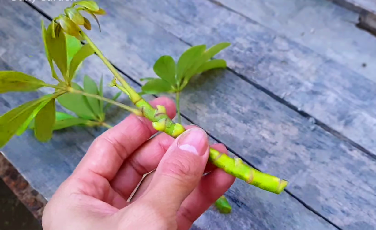 How To Propagate An Umbrella Plant