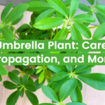 Umbrella Plant: Care, Propagation, and More