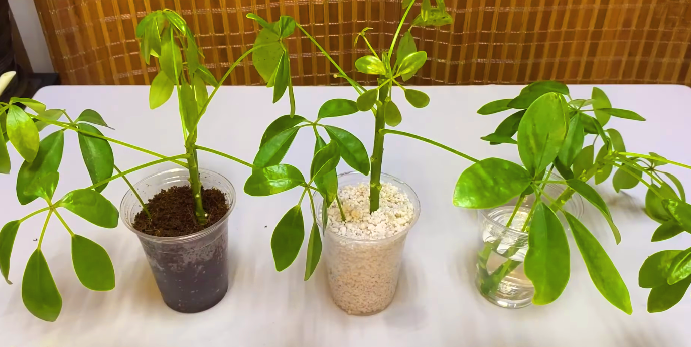 Umbrella Plant Propagation Tips
