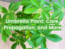 Umbrella Plant: Care, Propagation, and More