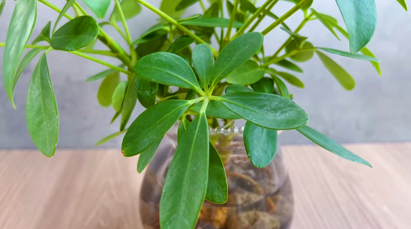 Are Any Umbrella Plant Varieties Easier To Propagate?