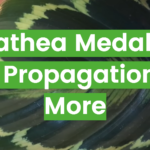 Calathea Medallion: Care, Propagation, and More