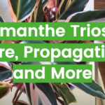 Stromanthe Triostar: Care, Propagation, and More