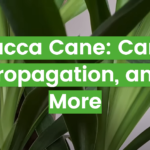 Yucca Cane: Care, Propagation, and More