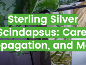 Sterling Silver Scindapsus: Care, Propagation, and More
