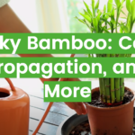Lucky Bamboo: Care, Propagation, and More