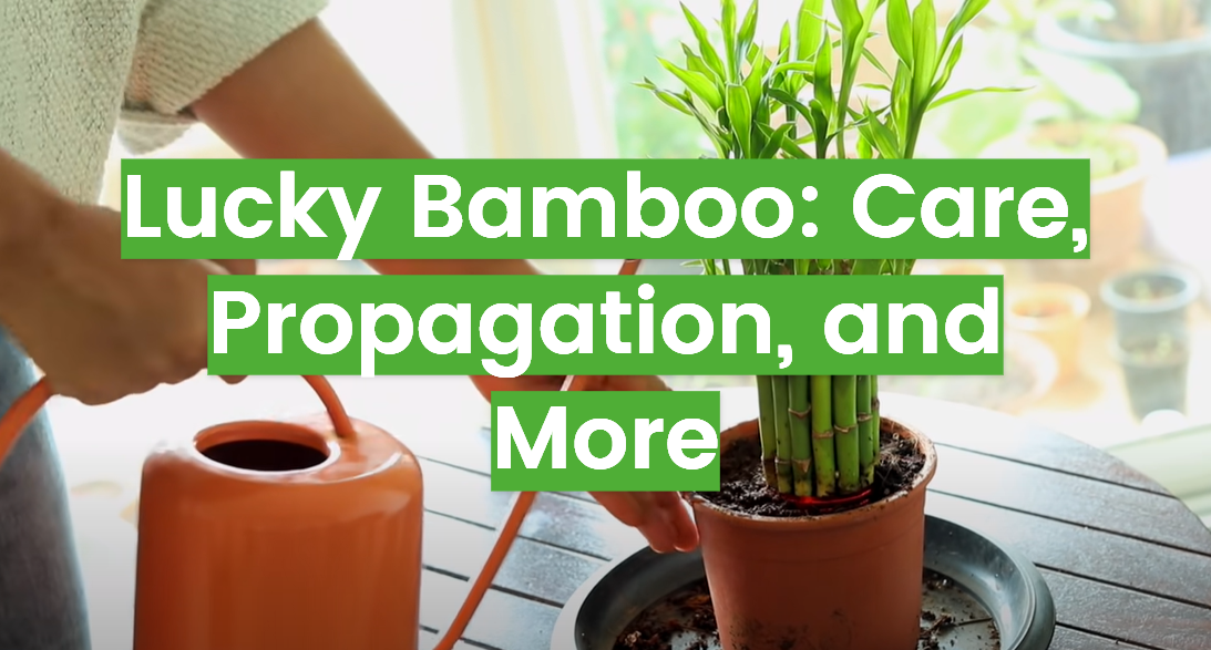 Lucky Bamboo: Care, Propagation, and More