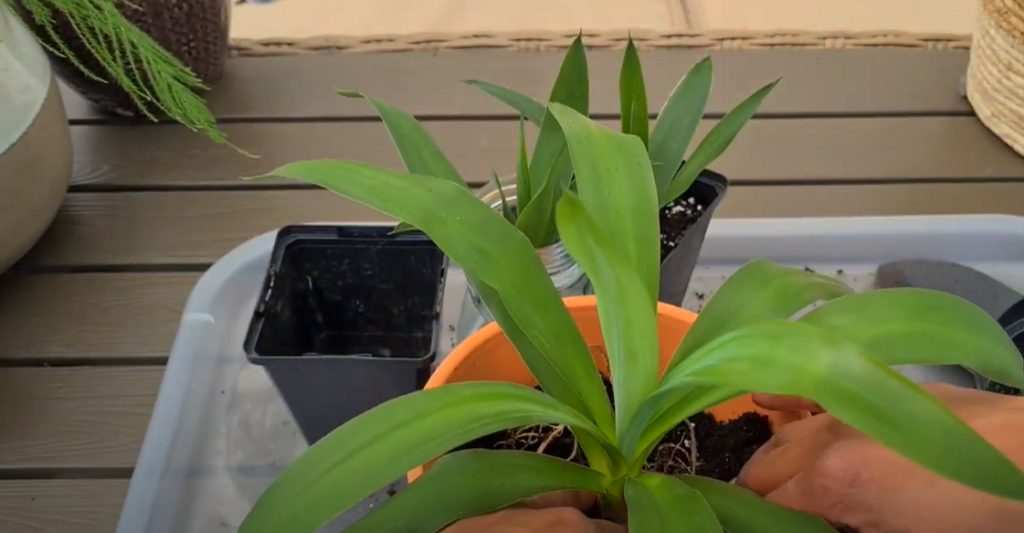 How long do yucca plants live