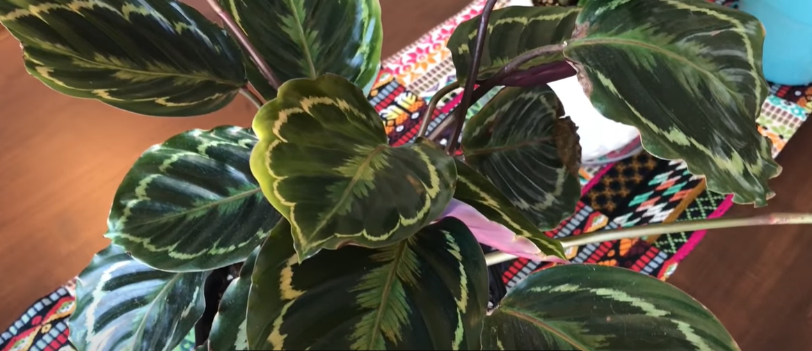 Calathea Medallion Care and Propagation Tips FlowersProfy