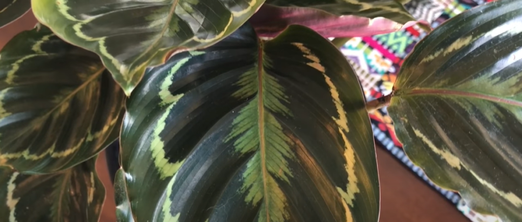 Is it possible to propagate a Calathea Medallion from a single leaf cutting