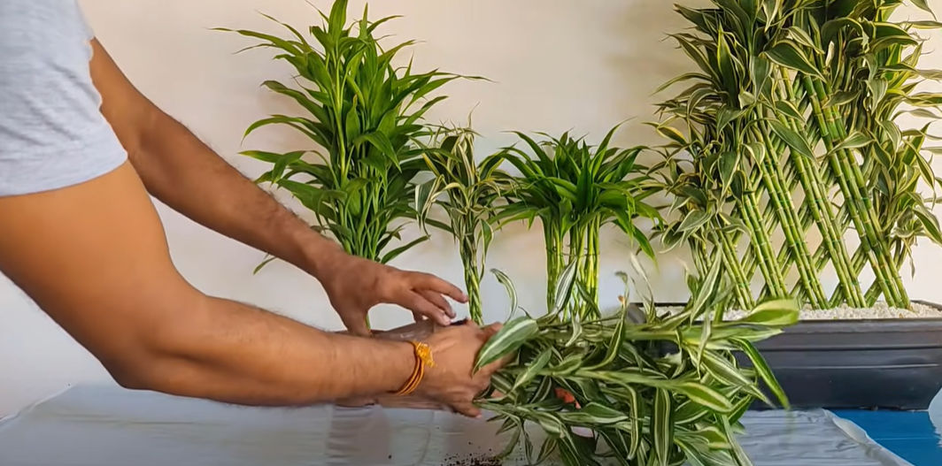 Lucky Bamboo Care and Propagation Tips FlowersProfy