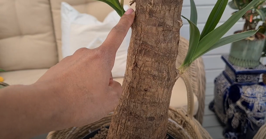 Yucca Cane Care and Propagation Tips FlowersProfy