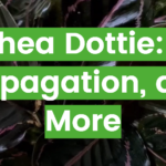 Calathea Dottie: Care, Propagation, and More