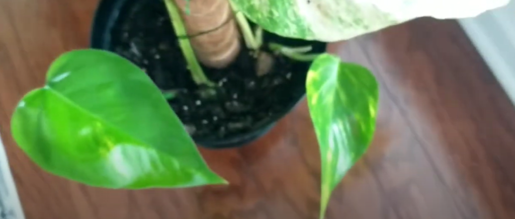 Can I grow Hawaiian pothos indoors?