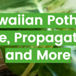 Hawaiian Pothos: Care, Propagation, and More