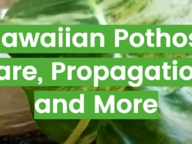 Hawaiian Pothos: Care, Propagation, and More