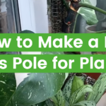 How to Make a DIY Moss Pole for Plants?