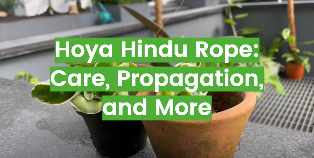 Hoya Hindu Rope Care, Propagation, and More FlowersProfy