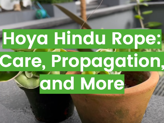 Calathea Dottie: Care, Propagation, and More - FlowersProfy