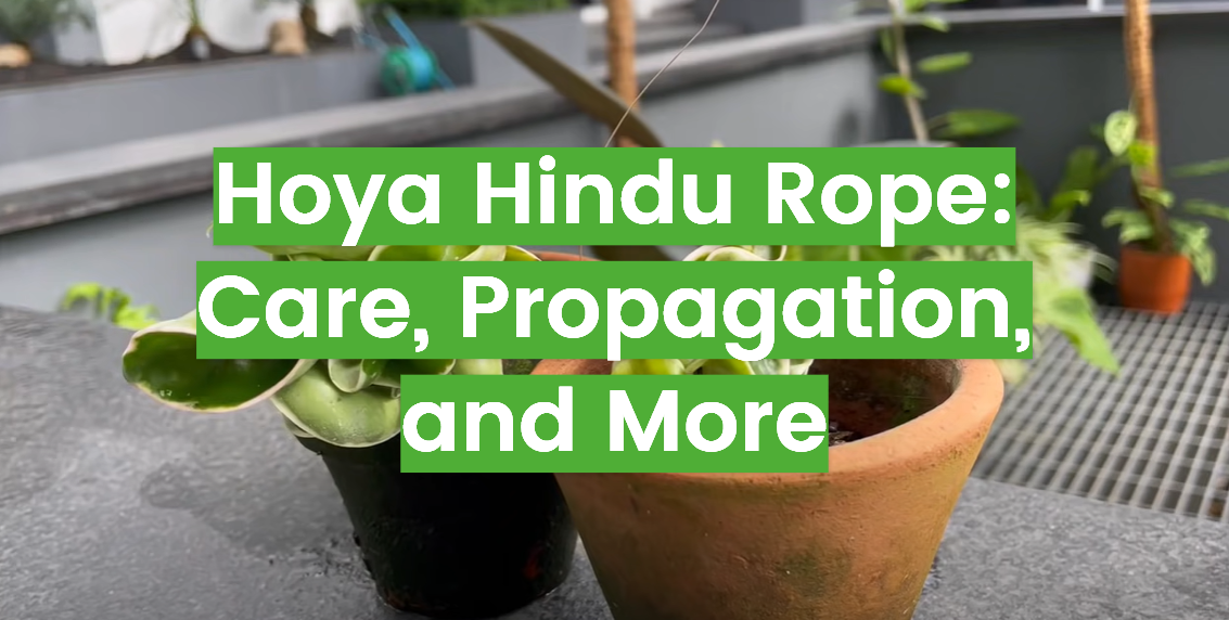 Hoya Hindu Rope: Care, Propagation, and More