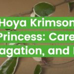 Hoya Krimson Princess: Care, Propagation, and More