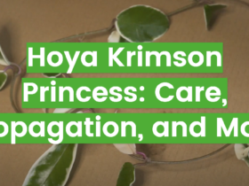 Hoya Krimson Princess: Care, Propagation, and More