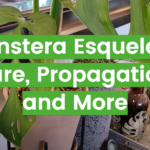 Monstera Esqueleto: Care, Propagation, and More