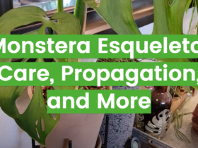 Monstera Esqueleto: Care, Propagation, and More