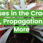 Moses in the Cradle: Care, Propagation, and More