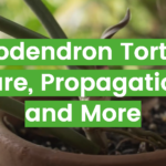 Philodendron Tortum: Care, Propagation, and More
