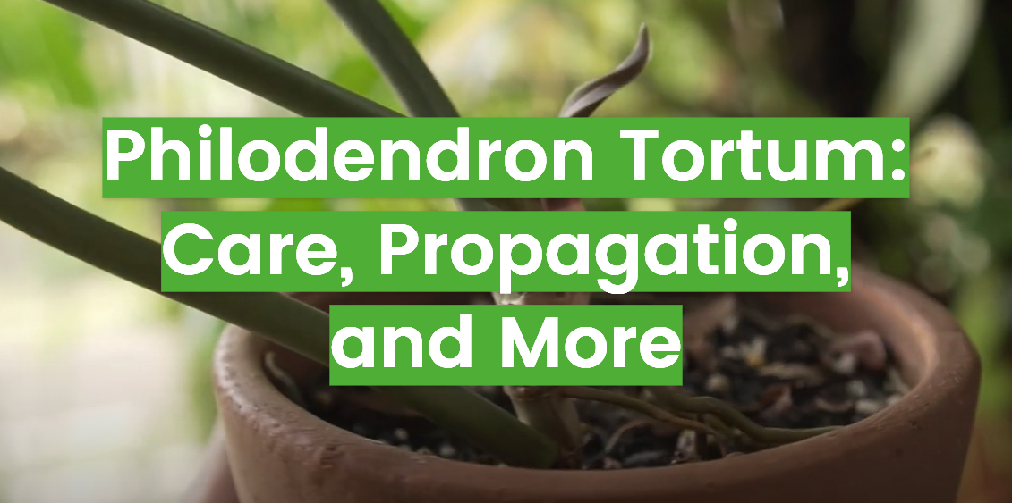 Philodendron Tortum: Care, Propagation, and More