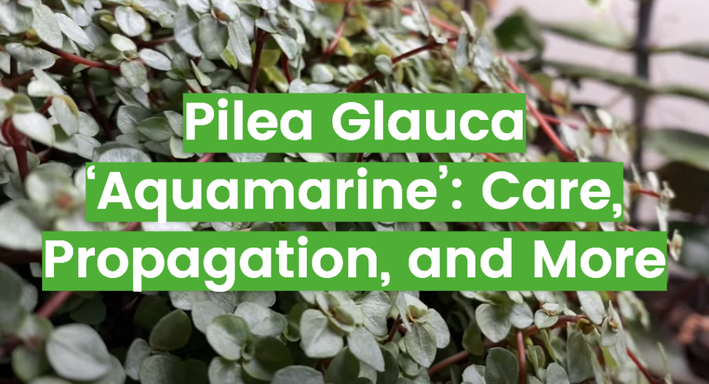 Pilea Glauca Aquamarine Care Propagation And More FlowersProfy