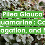 Pilea Glauca ‘Aquamarine’: Care, Propagation, and More