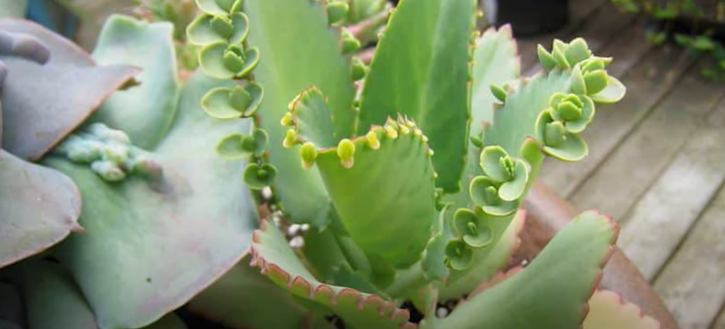 What Is a Mother of Thousands Plant?